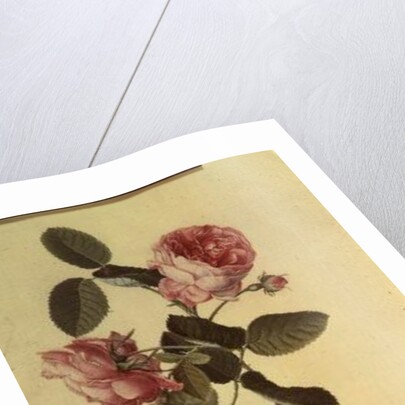 The Common Provence Rose by Georg Dionysius Ehret