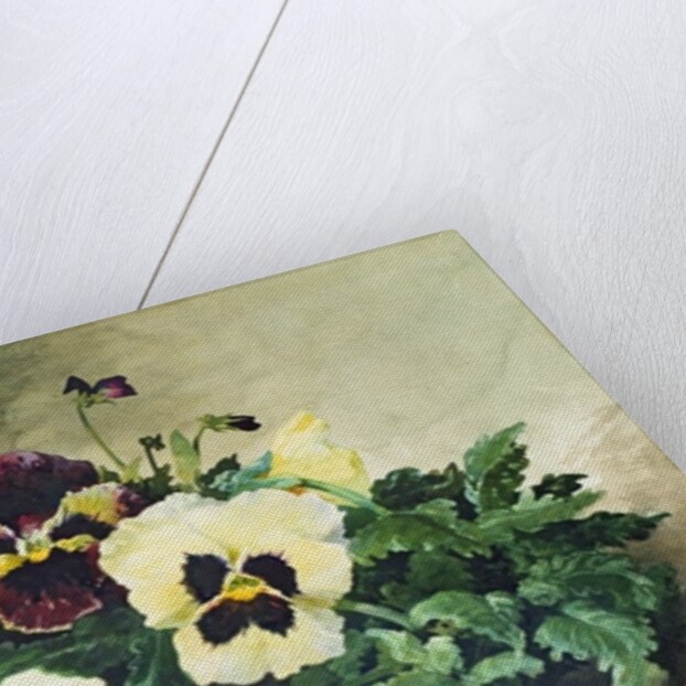 Winter Pansies, 1884 by Louis Charles Bombled