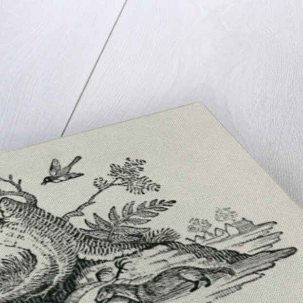 A Civet with a Cockerel from 'History of Quadrupeds', 1790 by Thomas Bewick