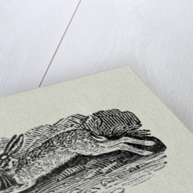 The Hare from 'History of British Birds and Quadrupeds' by Thomas Bewick