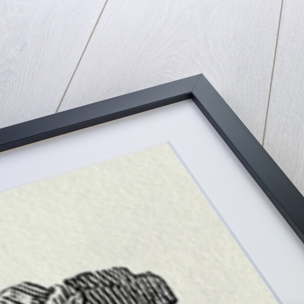 The Hare from 'History of British Birds and Quadrupeds' by Thomas Bewick