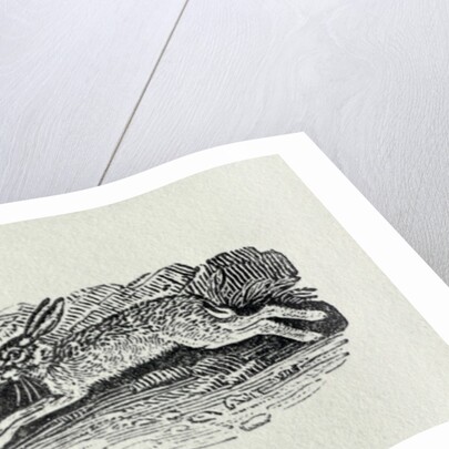 The Hare from 'History of British Birds and Quadrupeds' by Thomas Bewick