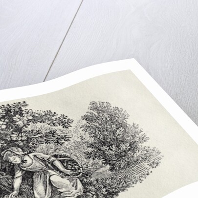 A Girl Gathering Flowers from 'History of British Birds and Quadrupeds' by Thomas Bewick