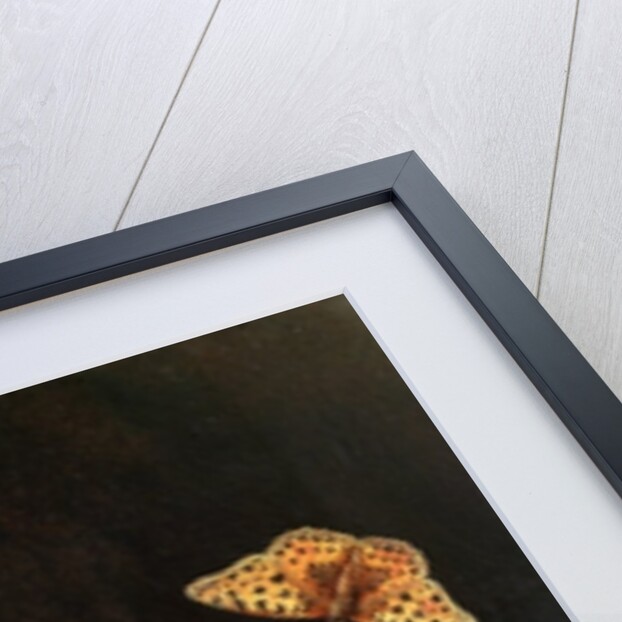 A Pot of Wild Strawberries by Adrian Coorte