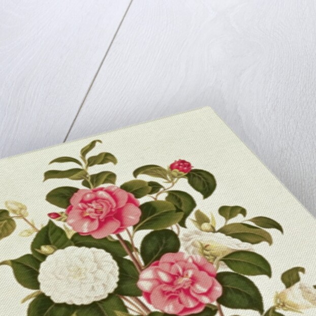 Camellia from 'A Monograph on the Genus of the Camellia' by English School