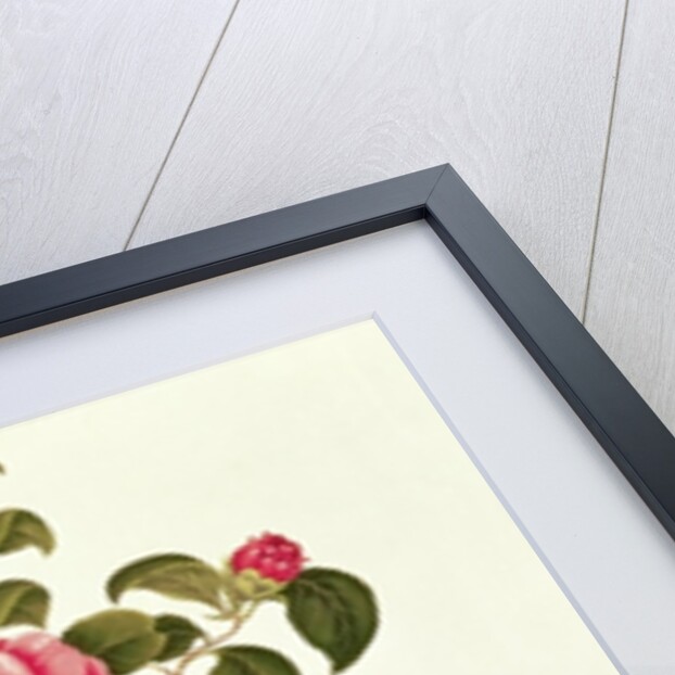 Camellia from 'A Monograph on the Genus of the Camellia' by English School