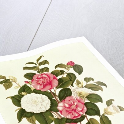 Camellia from 'A Monograph on the Genus of the Camellia' by English School