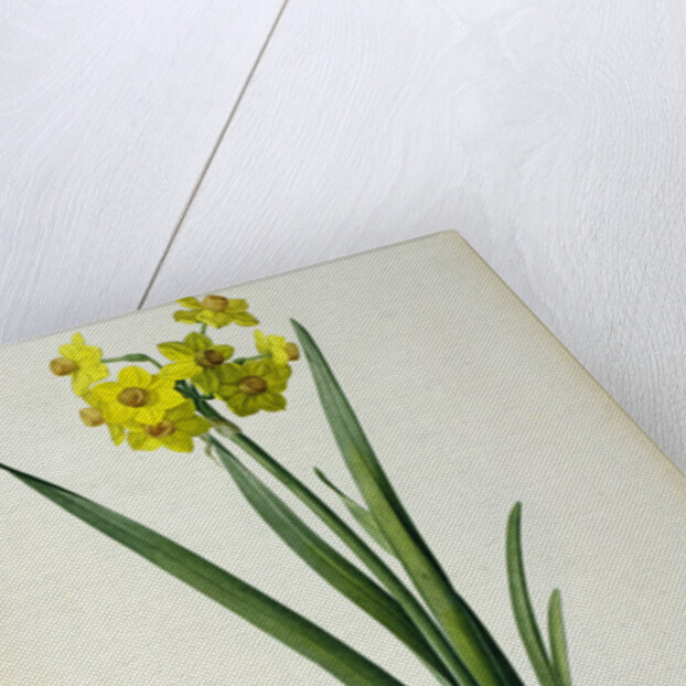 Narcissus Lazetta by Pierre Joseph Redouté