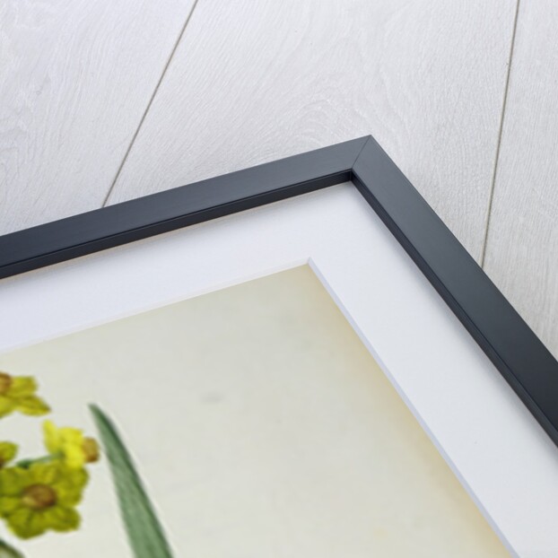 Narcissus Lazetta by Pierre Joseph Redouté