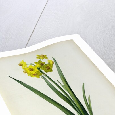 Narcissus Lazetta by Pierre Joseph Redouté