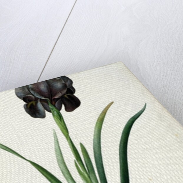 Iris Luxiana by Pierre Joseph Redouté