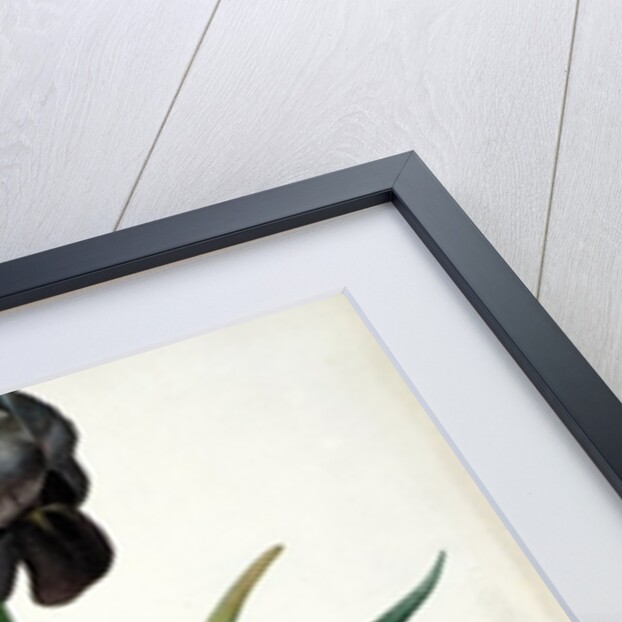 Iris Luxiana by Pierre Joseph Redouté