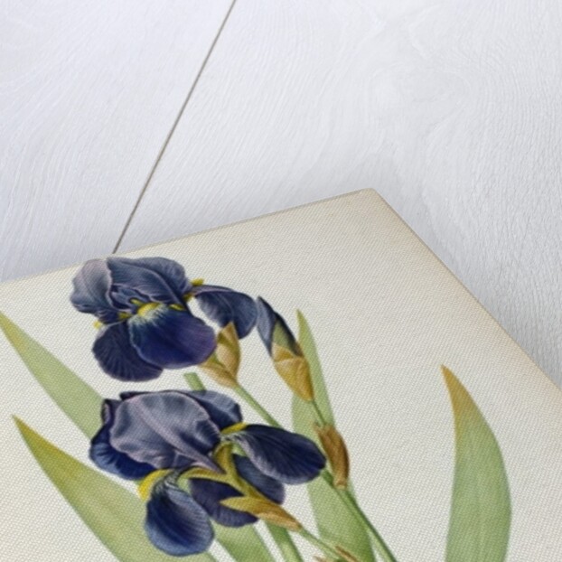Iris Germanica by Pierre-Joseph Redouté
