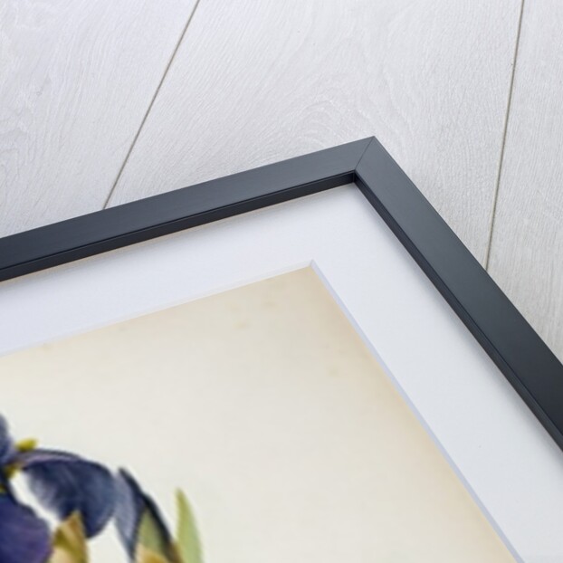 Iris Germanica by Pierre-Joseph Redouté