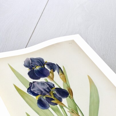 Iris Germanica by Pierre-Joseph Redouté