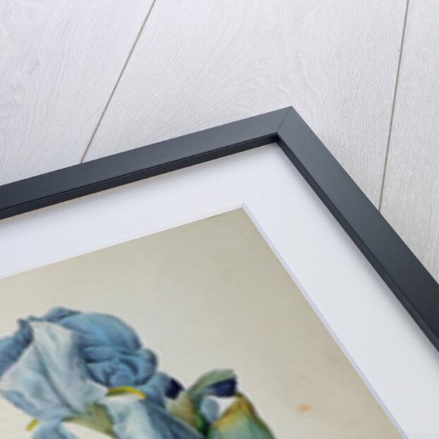 Iris Pallida by Pierre Joseph Redouté