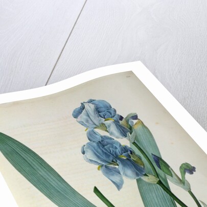 Iris Pallida by Pierre Joseph Redouté