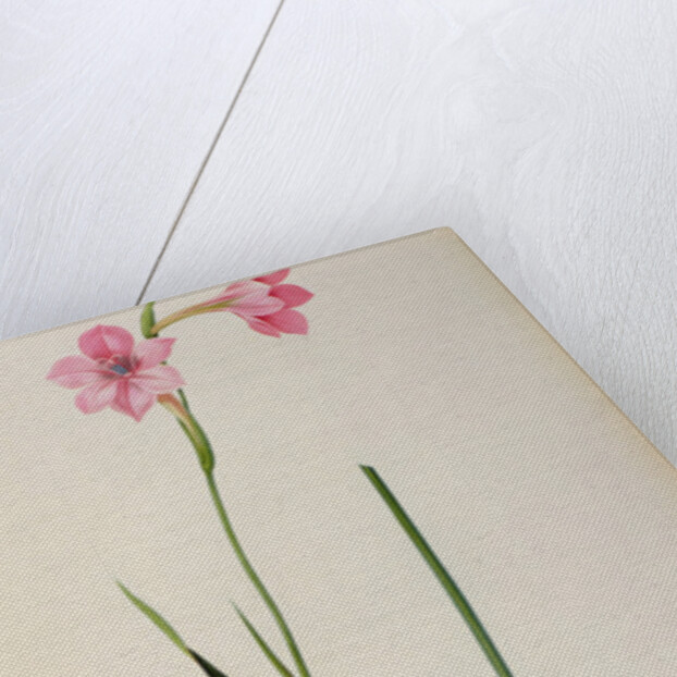 Gladiolus Hirsulus by Pierre Joseph Redouté