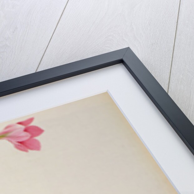 Gladiolus Hirsulus by Pierre Joseph Redouté