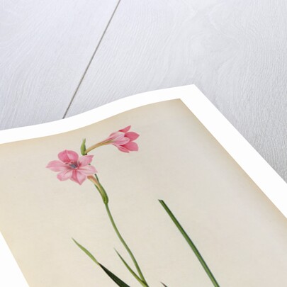 Gladiolus Hirsulus by Pierre Joseph Redouté