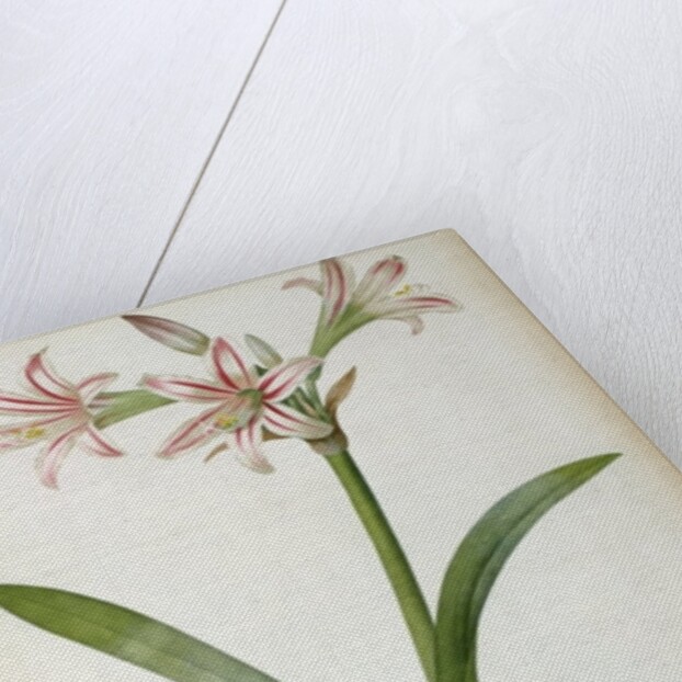 Amaryllis Vittata, from `Les Liliacees' by Pierre Redoute, 8 volumes, published 1805-16 by Pierre-Joseph Redouté