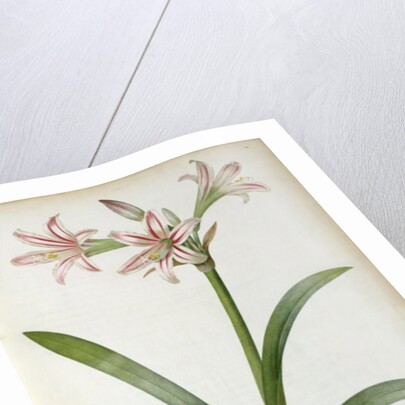 Amaryllis Vittata, from `Les Liliacees' by Pierre Redoute, 8 volumes, published 1805-16 by Pierre-Joseph Redouté
