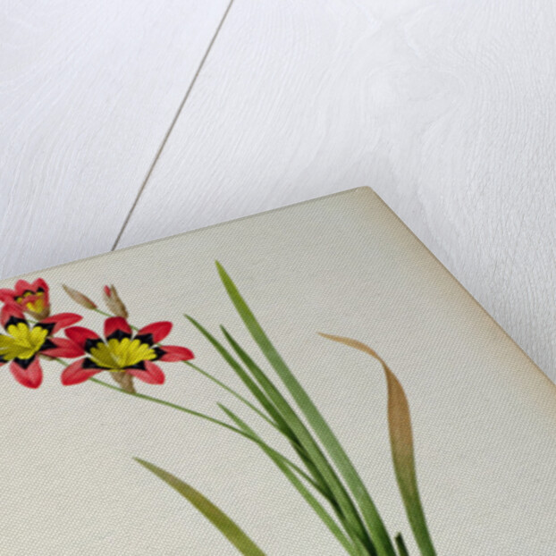 Ixia Tricolor, from `Les Liliacees', 1805 by Pierre-Joseph Redouté