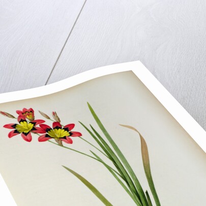 Ixia Tricolor, from `Les Liliacees', 1805 by Pierre-Joseph Redouté
