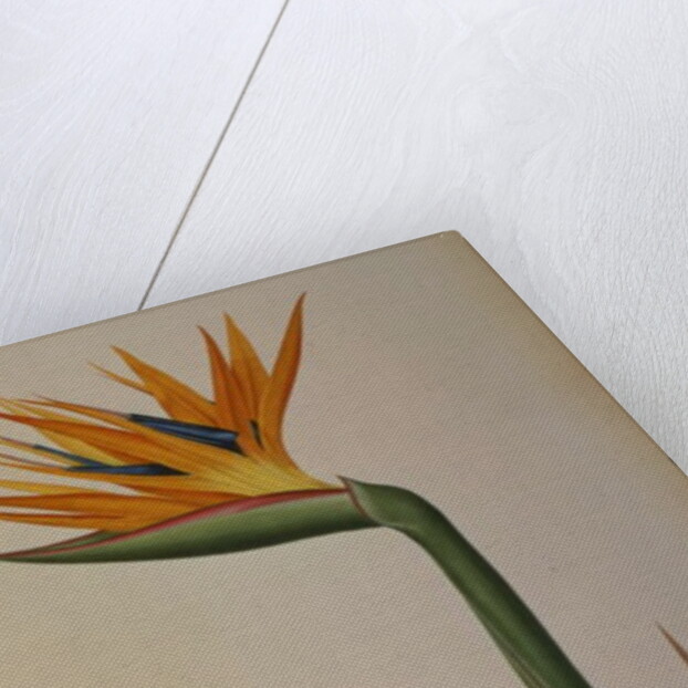 Strelitzia Reginae by Pierre-Joseph Redouté