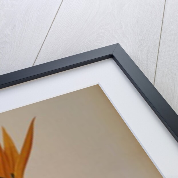 Strelitzia Reginae by Pierre-Joseph Redouté