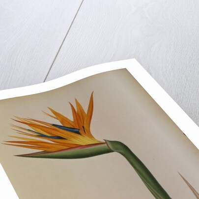 Strelitzia Reginae by Pierre-Joseph Redouté