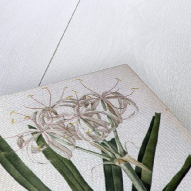 Crinum Americanum, from `Les Liliacees', 1805-16 by Pierre-Joseph Redouté