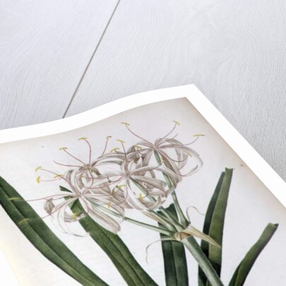 Crinum Americanum, from `Les Liliacees', 1805-16 by Pierre-Joseph Redouté