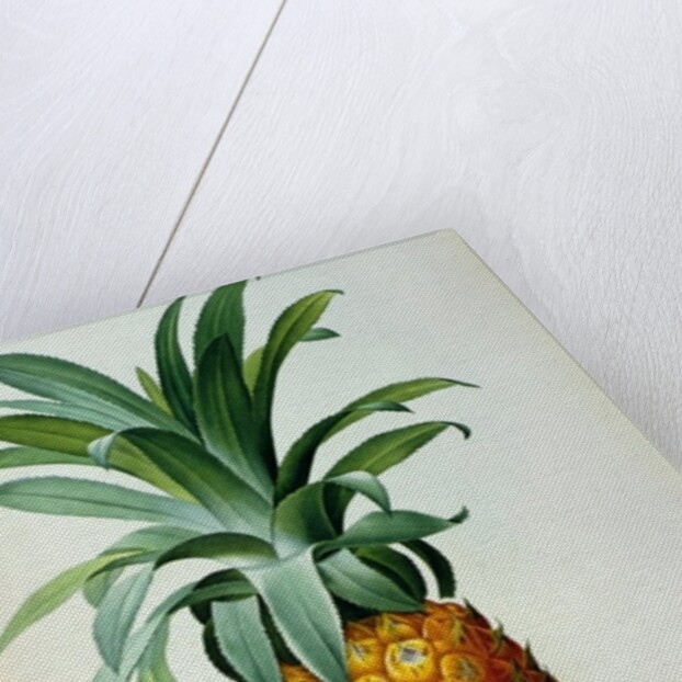 Bromelia Ananas by Pierre Joseph Redouté