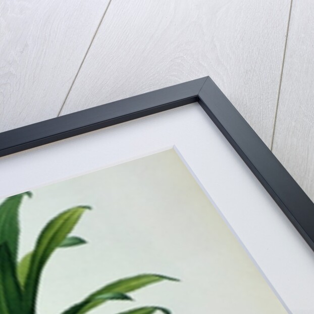 Bromelia Ananas by Pierre Joseph Redouté