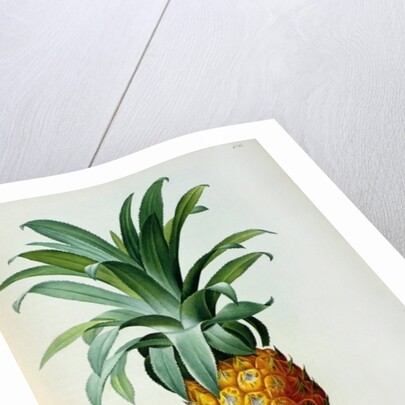 Bromelia Ananas by Pierre Joseph Redouté