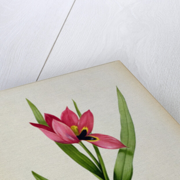 Tulipa oculus-solis by Pierre-Joseph Redouté