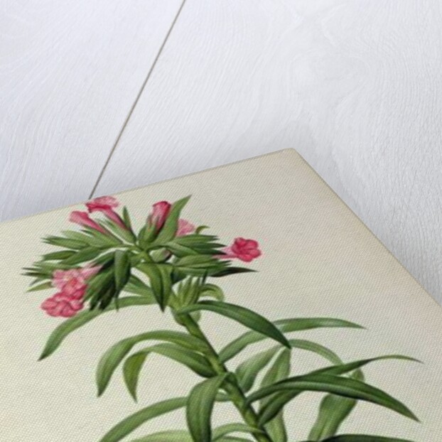 Echium Grandiflorum by Pierre-Joseph Redouté