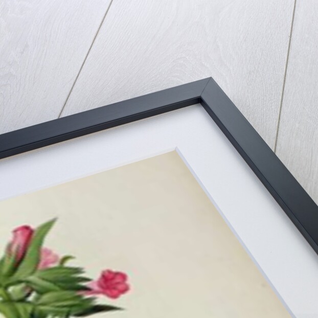 Echium Grandiflorum by Pierre-Joseph Redouté