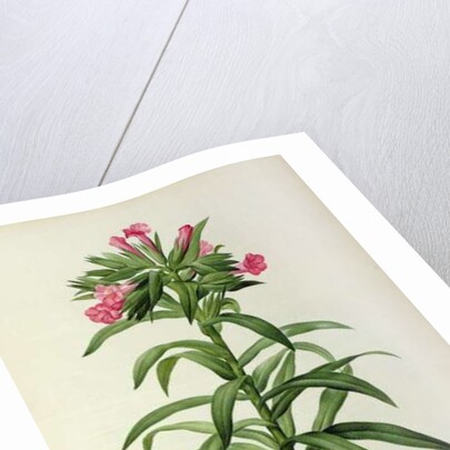 Echium Grandiflorum by Pierre-Joseph Redouté