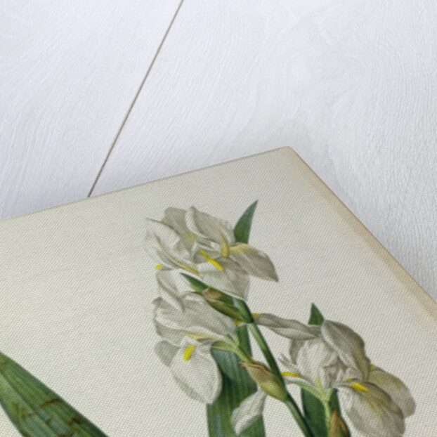 Iris Florentina, from `Les Liliacees', 1805 by Pierre-Joseph Redouté