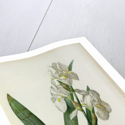 Iris Florentina, from `Les Liliacees', 1805 by Pierre-Joseph Redouté