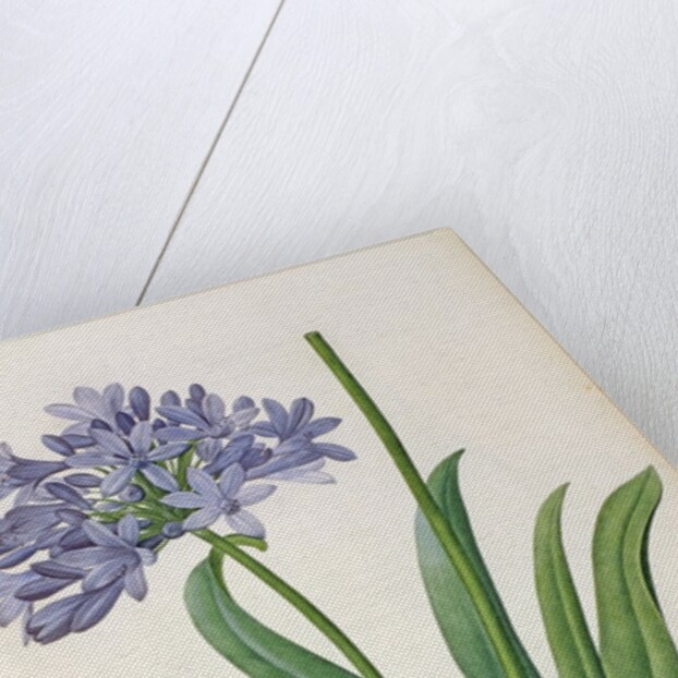 Agapanthus umbrellatus, from `Les Liliacees' by Pierre Redoute, 8 volumes, published 1805-16 by Pierre-Joseph Redouté