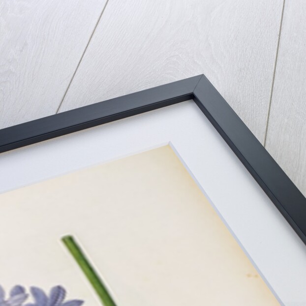 Agapanthus umbrellatus, from `Les Liliacees' by Pierre Redoute, 8 volumes, published 1805-16 by Pierre-Joseph Redouté