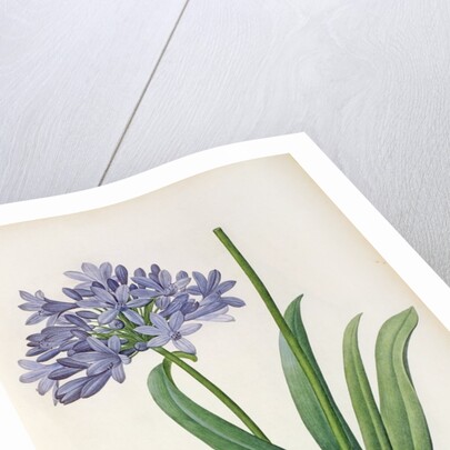 Agapanthus umbrellatus, from `Les Liliacees' by Pierre Redoute, 8 volumes, published 1805-16 by Pierre-Joseph Redouté