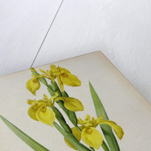 Iris Pseudacorus by Pierre Joseph Redouté