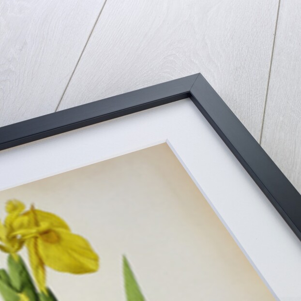 Iris Pseudacorus by Pierre Joseph Redouté