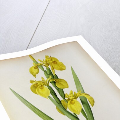 Iris Pseudacorus by Pierre Joseph Redouté