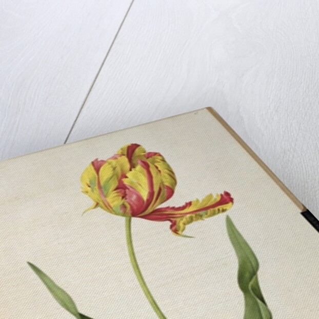 Tulipa gesneriana dracontia by Pierre-Joseph Redouté