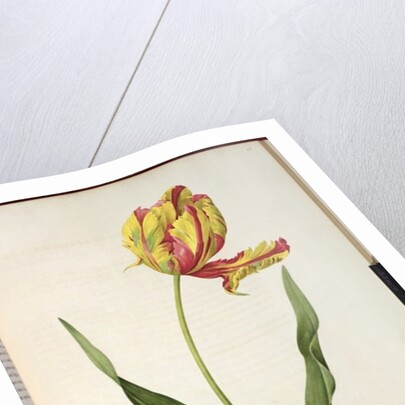 Tulipa gesneriana dracontia by Pierre-Joseph Redouté